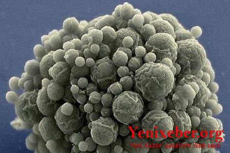 Создан искусственный организм, способный размножаться