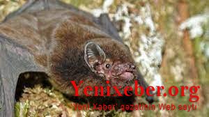 В Новой Зеландии птицей 2021 года стала длиннохвостая летучая мышь -