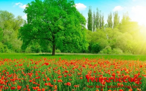 Умайра Тагиева: