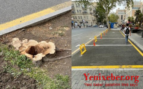 Руководство муниципалитета оштрафовано за вырубку деревьев в центре Баку