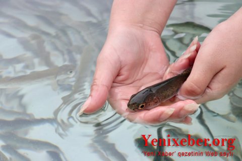 Названа причина сокращения популяции рыб на Каспии