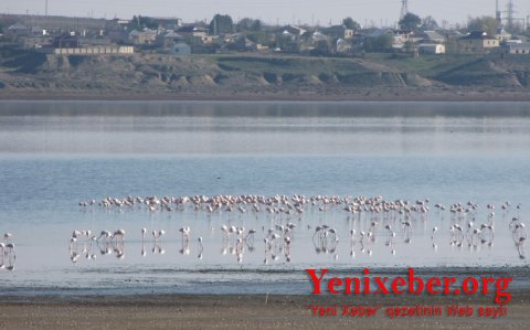 В Милли Меджлисе создается комиссия в связи с восстановлением озера Гаджигабул