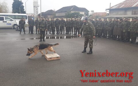 Азербайджан привлек к спасательным работам в Турции 8 специально обученных собак