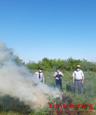 -1 ton çətənə kolu yandırılıb