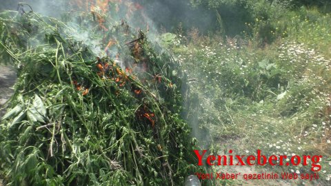 2,5 tondan artıq çətənə kolu məhv edilib