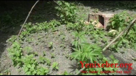 -narkotik becərən şəxs saxlanıldı