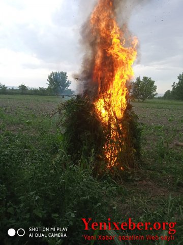 1 t 200 kq narkotik vasitə məhv edilib