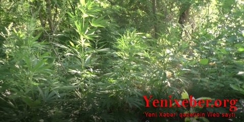 -3 ton narkotik vasitə məhv edilib