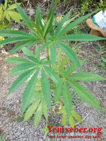 narkotik becərən şəxslər saxlanılıb