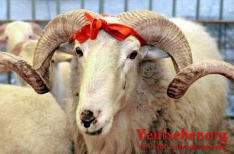 Karantin dövründə Qurban bayramı necə keçiriləcək? - 