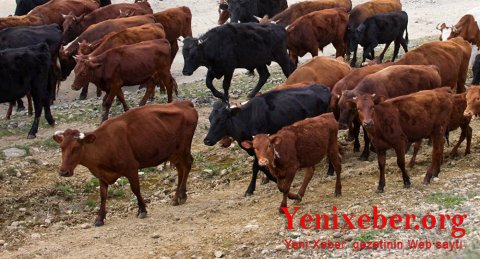 Şəkidə mal-qara oğruları -