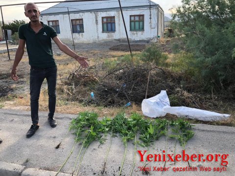 Həyətində narkotik becərən -