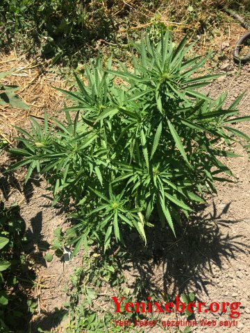 Xaçmazda narkotik tərkibli bitkilər becərən şəxslər  -