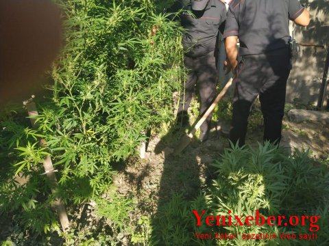 Ağdaşda narkotik vasitə becərən   -