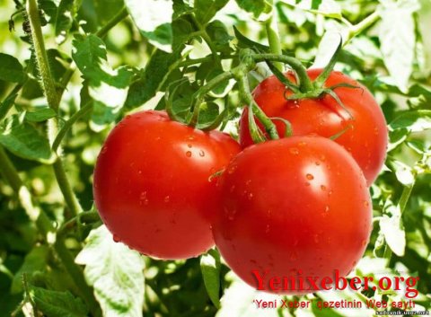 Rusiya Azərbaycan pomidorunda xəstəlik aşkarlayıb-