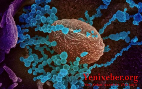 “Britaniya ştammı” Türkiyəyə də çatdı