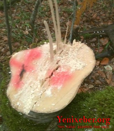 Oğuz-Qəbələ meşələri belə talan olunur-