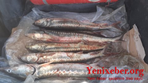 Qubada nərə balıqları aşkarlandı-
