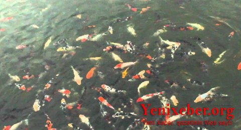 Neftçalada 1500 hektarlıq ərazidə qanunsuz balıq gölləri KİMİNDİR? -