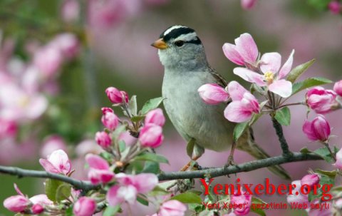 Apreldə hava belə olacaq- 
