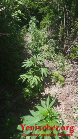 Saatlıda həyətində  -