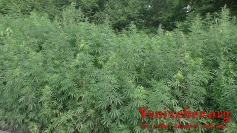 Qaxda meşə massivində yabanı halda bitən -