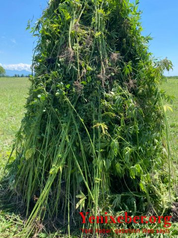 Balakəndə 3 tona yaxın çətənə kolu məhv edilib