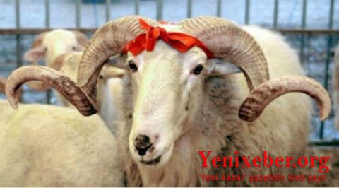 Qurbanlıq qoyunların qiyməti neçəyədir? -