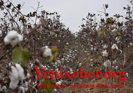 CİBİ NECƏ OLDU CƏBRAYIL OLDU?