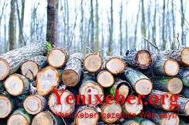 Masallı meşələrinin qırılmasına biganəlik davam edir -