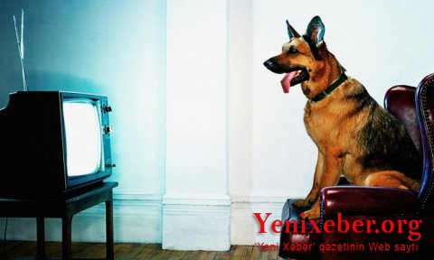 İtin olum, ay alman! – 