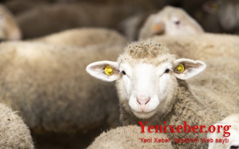 Azərbaycanda Qurban bayramıdır