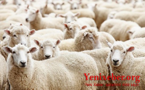 Qurbanlıq heyvanların satış və kəsim yerləri açıqlanıb -