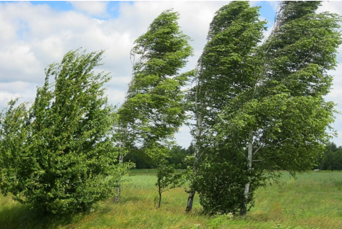 Bakıda və bölgələrdə külək güclənəcək -
