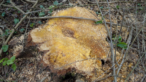 Oğuzda ağac kəsən 3 nəfər saxlanılıb -