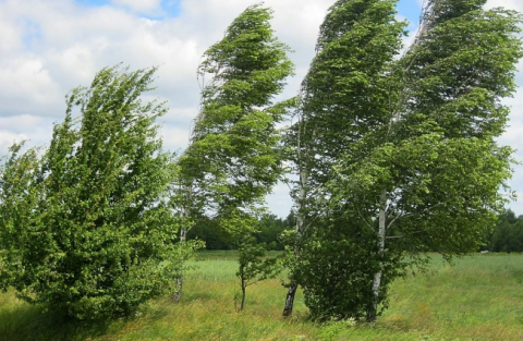 FHN gözlənilən küləkli hava şəraiti ilə əlaqədar əhaliyə müraciət edib