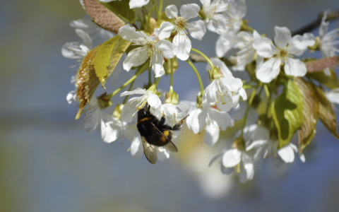 Aprelin son günündə 22 dərəcə isti gözlənilir