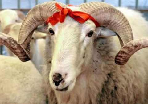 Qurban kəsimi rəsmən qadağan edildi -