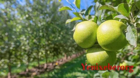 Azərbaycanda daha bir aqropark yaradılıb